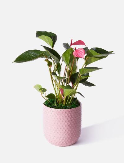 Potted sales flower delivery